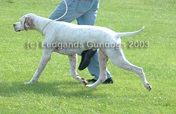 2nd Junior Dog